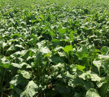 کشت و صنعت تربت حیدریه (3)