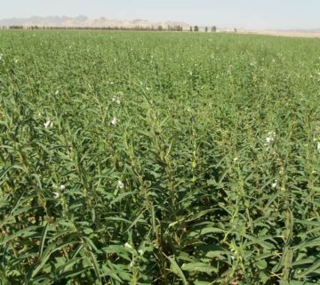 کشت و صنعت تربت حیدریه (4)