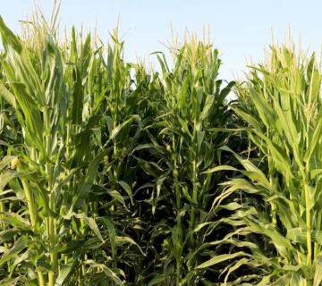 کشت و صنعت تربت حیدریه (5)