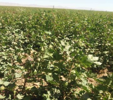 کشت و صنعت تربت حیدریه (6)