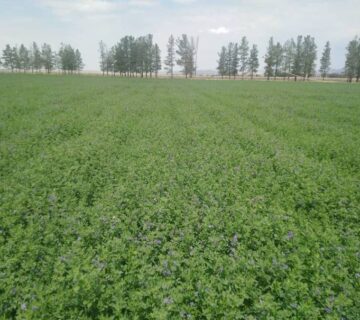 کشت و صنعت تربت حیدریه (7)