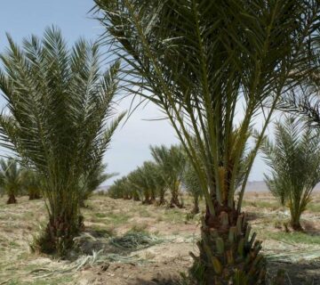 کشت و صنعت جنوب خراسان (1)