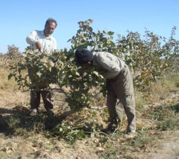کشت و صنعت جنوب خراسان (10)