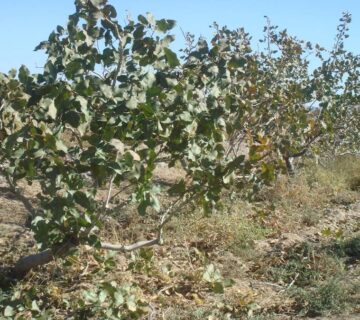 کشت و صنعت جنوب خراسان (12)