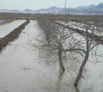 کشت و صنعت جنوب خراسان (13)