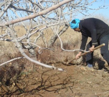 کشت و صنعت جنوب خراسان (14)