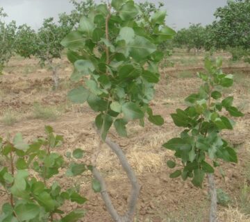 کشت و صنعت جنوب خراسان (16)