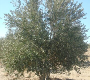 کشت و صنعت جنوب خراسان (17)