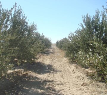 کشت و صنعت جنوب خراسان (19)