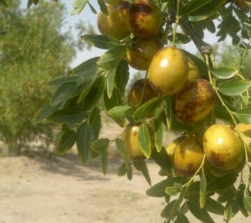 کشت و صنعت جنوب خراسان (2)