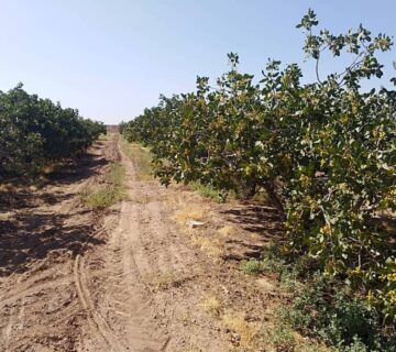 کشت و صنعت جنوب خراسان (21)