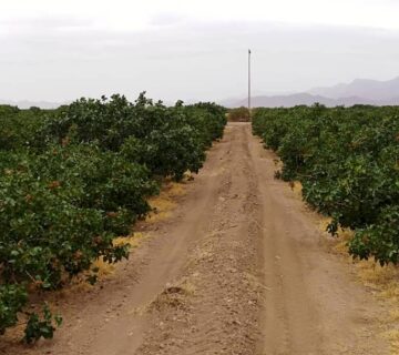 کشت و صنعت جنوب خراسان (24)