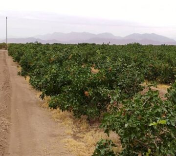 کشت و صنعت جنوب خراسان (25)