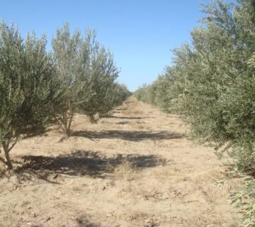 کشت و صنعت جنوب خراسان (3)