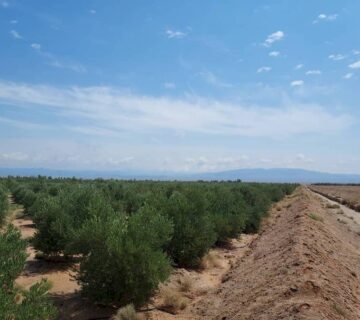 کشت و صنعت جنوب خراسان (33)