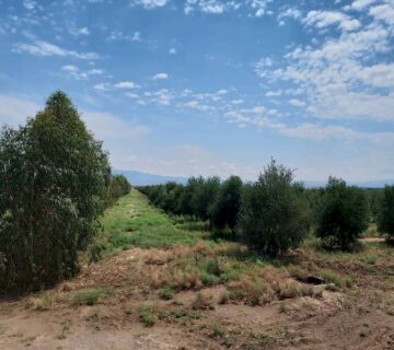 کشت و صنعت جنوب خراسان (35)