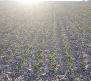 کشت و صنعت جنوب خراسان (39)