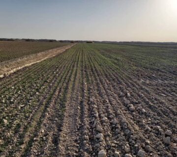 کشت و صنعت جنوب خراسان (40)