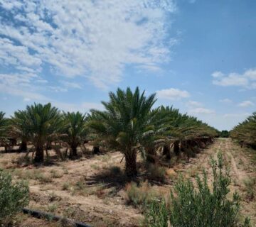 کشت و صنعت جنوب خراسان (49)