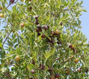 کشت و صنعت جنوب خراسان (6)