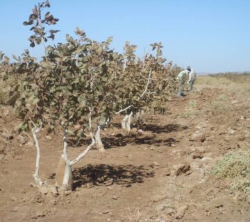 کشت و صنعت جنوب خراسان (8)