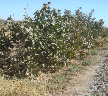 کشت و صنعت جنوب خراسان (9)