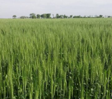 کشت و صنعت سرخس (10)