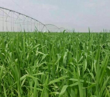 کشت و صنعت سرخس (11)