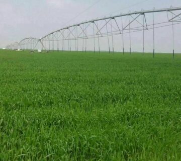 کشت و صنعت سرخس (12)