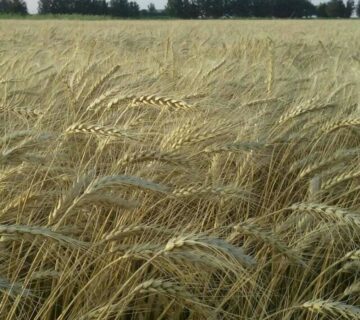 کشت و صنعت سرخس (13)