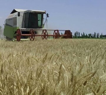 کشت و صنعت سرخس (14)