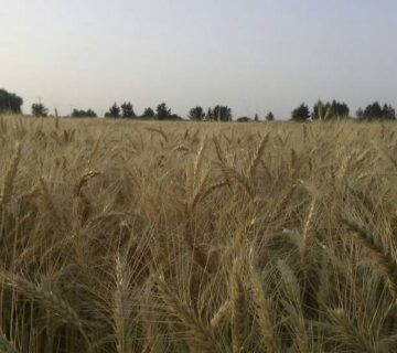 کشت و صنعت سرخس (15)