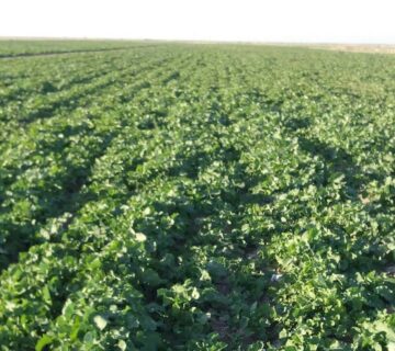 کشت و صنعت سرخس (16)