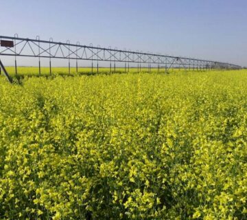 کشت و صنعت سرخس (17)