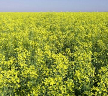 کشت و صنعت سرخس (18)