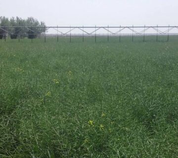 کشت و صنعت سرخس (19)