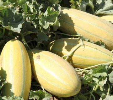 کشت و صنعت سرخس (2)