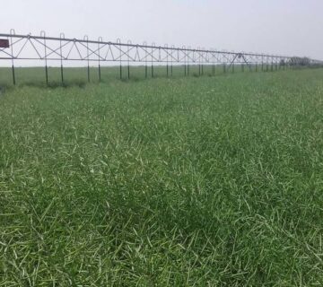 کشت و صنعت سرخس (20)