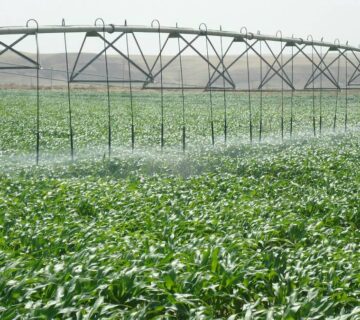 کشت و صنعت سرخس (21)