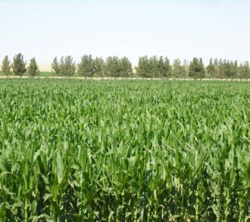 کشت و صنعت سرخس (22)