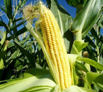 کشت و صنعت سرخس (23)