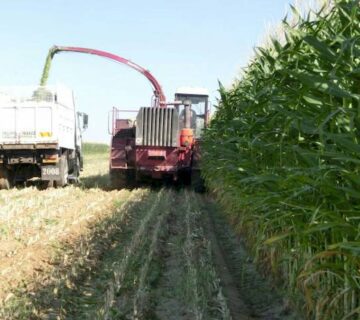 کشت و صنعت سرخس (26)