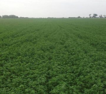 کشت و صنعت سرخس (28)