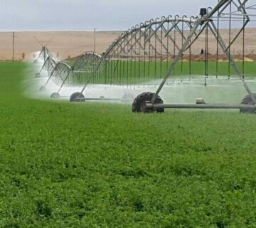 کشت و صنعت سرخس (29)