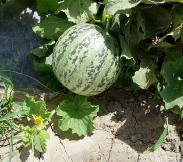 کشت و صنعت سرخس (3)