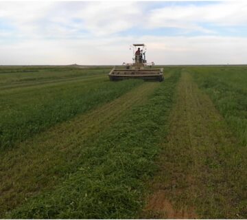 کشت و صنعت سرخس (35)