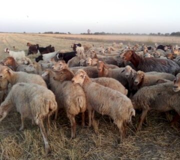 کشت و صنعت سرخس (4)