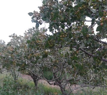 کشت و صنعت سرخس (6)