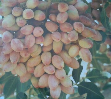 کشت و صنعت سرخس (7)