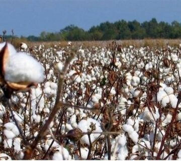 کشت و صنعت سرخس (8)